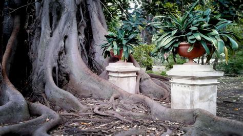  Il Giardino Botanico di Lekki: Una Oasi Verde nel Cuore Vibrante di Lagos!